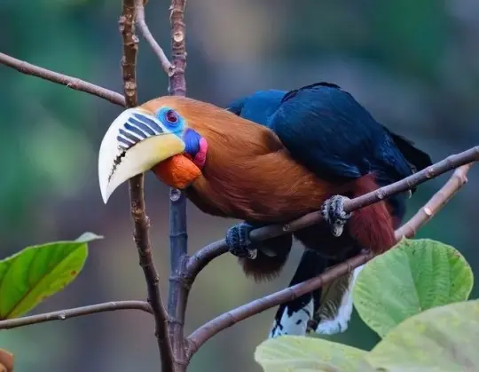 Bird Watching