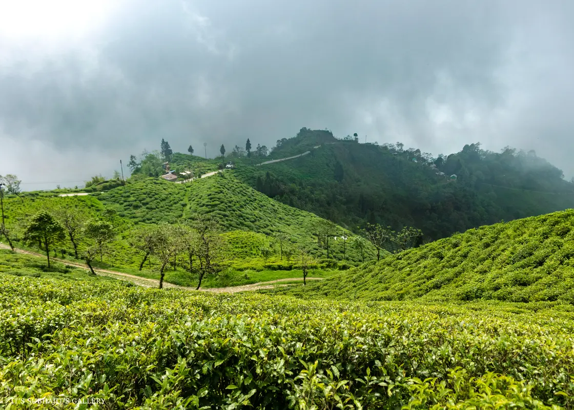 Mahaldiram Tea Garden