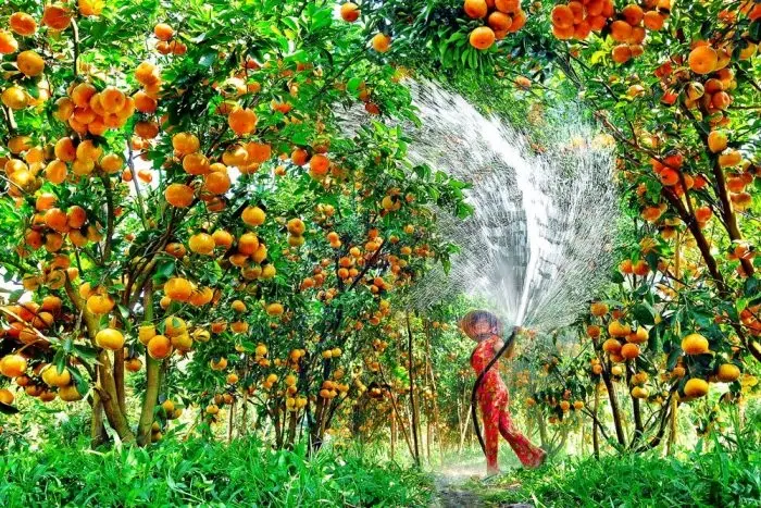 Orange Orchards